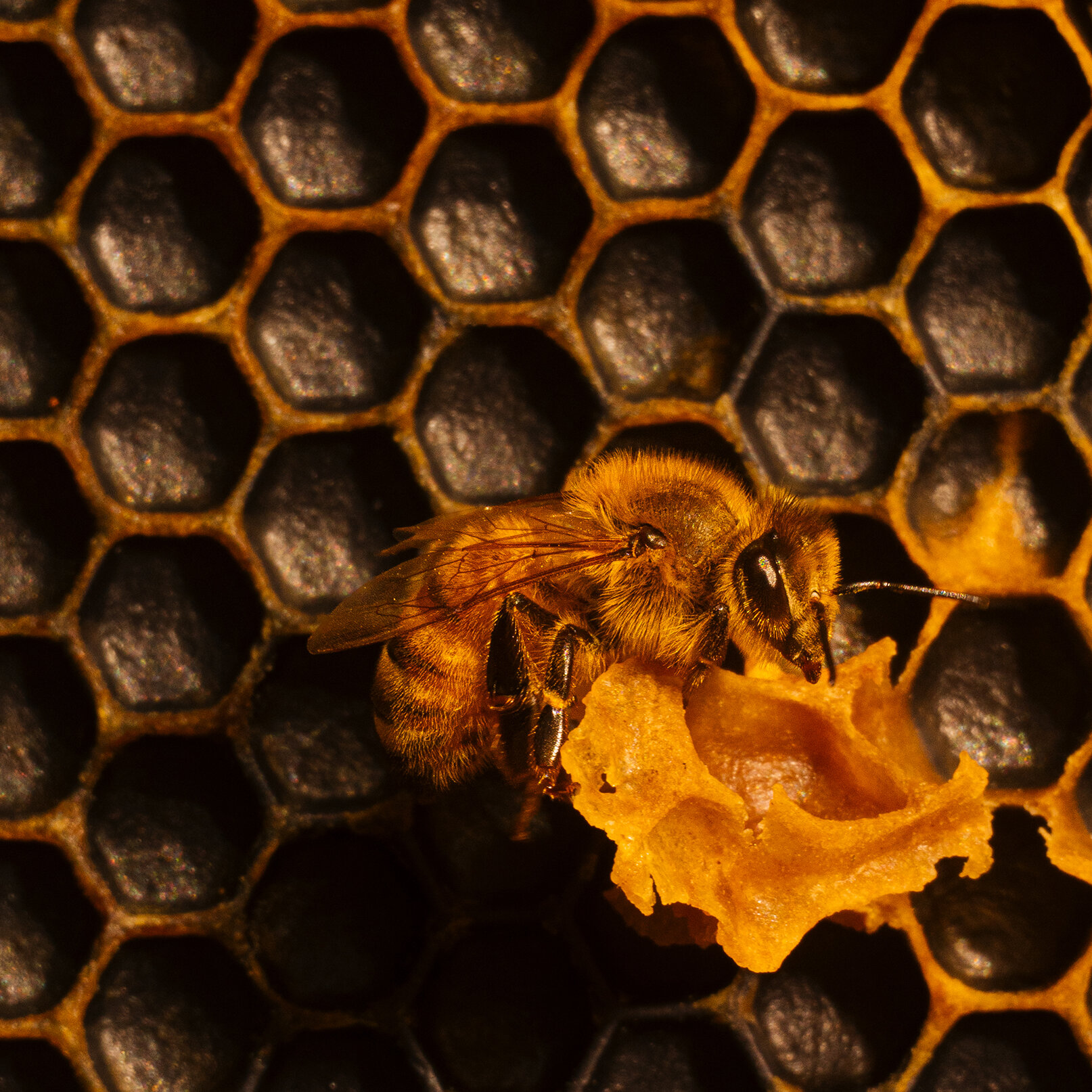Meet the Bee Vet, Now Making Hive Calls
